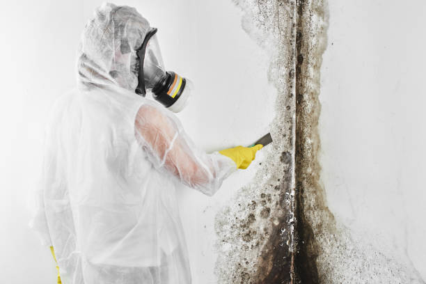 Best Toxic Mold Removal  in Arche, OK
