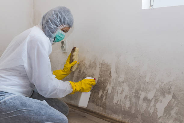Best Commercial Mold Removal  in Arche, OK
