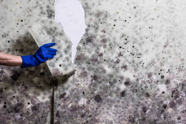 Home Mold Removal in Okarche, OK