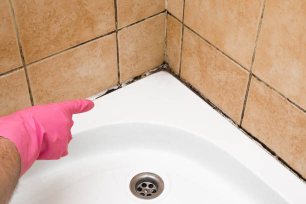 Best Mold Removal Company Near Me  in Arche, OK